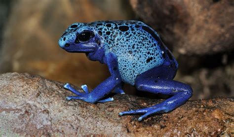 Blue poison dart frog facts, distribution & population | BioDB