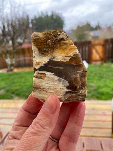 Agates and petrified wood – Artofit