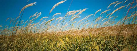 Lensing Funeral & Cremation | Iowa City Funeral Home