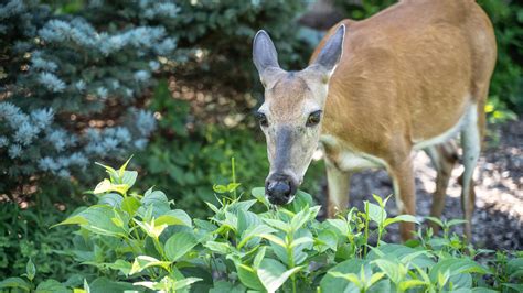 How To Draw A Deer Eating Grass