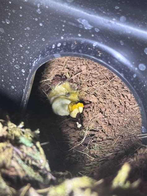 Image result for Python Poop