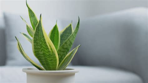 Healthy plants: Transform your home with low-maintenance air-purifying plants | 9news.com