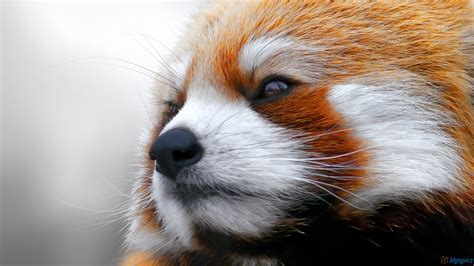 red panda, animals, panda, HD Wallpaper | Rare Gallery