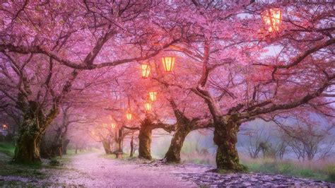 Cherry Blossom Wallpaper Anime