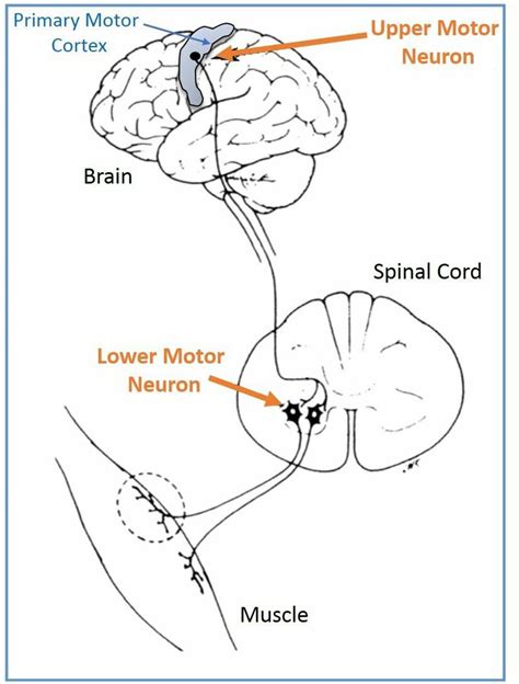 Image result for Upper Motor Neuron Function
