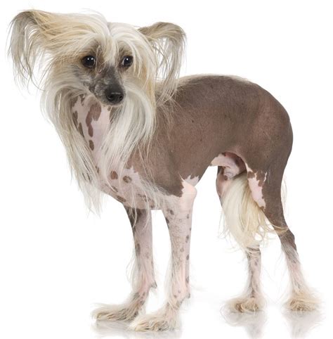 Chinese Crested - Dog Breed Guide