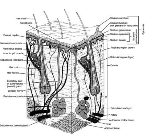 INTEGUMENTARY SYSTEM(Part -1) - Notes, Zoology, Class 11 PDF Download