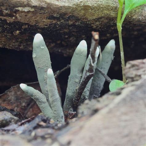Genus Xylaria (TVA, Muscle Shoals Reservation) · iNaturalist