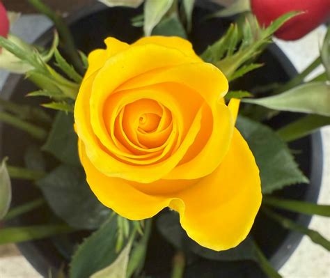 What is Yellow Flower Day? – The official blog of Royer's Flowers and Gifts