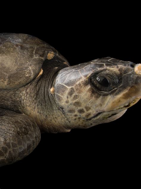 Smallest Sea Turtle In The World
