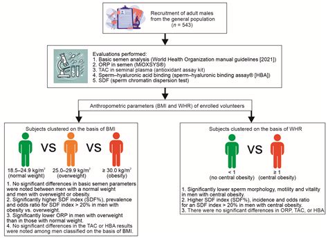 Influence of Body Mass Index (BMI) and Waist–Hip Ratio (WHR) on ...