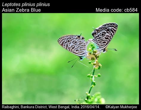 Leptotes plinius | Butterfly