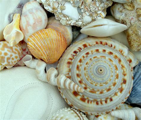 Classifying Seashells | Seashells by Millhill