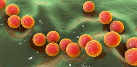 STREP 的图像结果