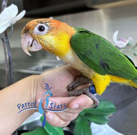 Baby White Bellied Caique Available at Parrot Stars!