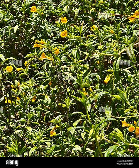 orange bush monkeyflower (Diplacus aurantiacus Stock Photo - Alamy