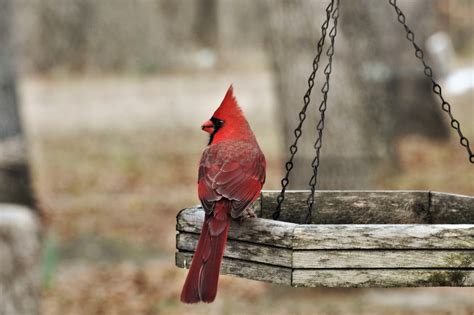 What Is A Cardinal Bird Feeder at Bailey Carnarvon blog