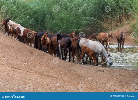 Herd of Wild Horses Drink Water in Steppe Stock Image - Image of steppe ...