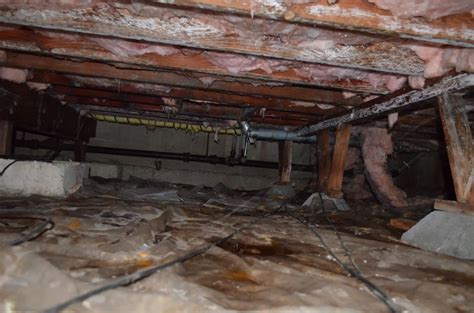 Mold On Basement Rafters How To Remove Mold From Concrete Basement
