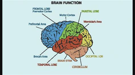 Brain Anatomy Function 的图像结果