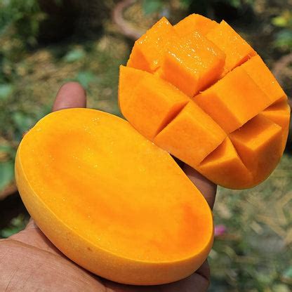 Kesar Mango Live Plant – veliyathgardens