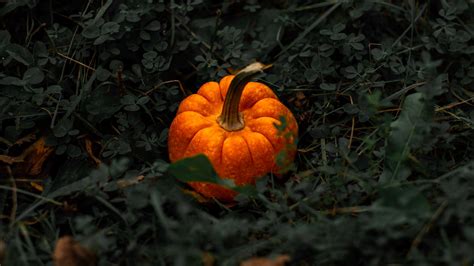 Download wallpaper 1920x1080 pumpkin, leaves, grass full hd, hdtv, fhd ...