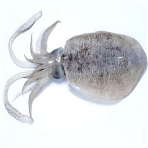 Alpha General Trading