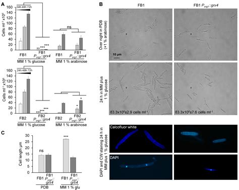 The Monothiol Glutaredoxin Grx4 Influences Iron Homeostasis and ...