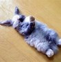 Image result for Cute Bunny Sleeping in a Bed