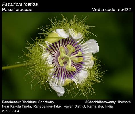 Passiflora foetida | Butterfly