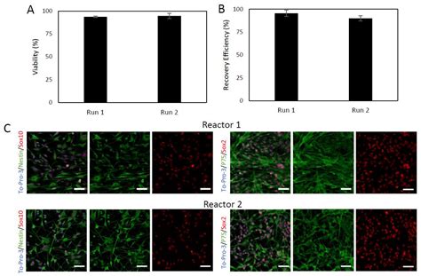 A Multi-Stage Bioprocess for the Expansion of Rodent Skin-Derived ...