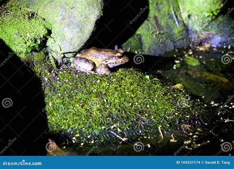 Smoky Jungle Frog 842361 stock photo. Image of rock - 169337174