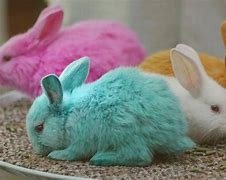 Image result for Funny Bunnies Images