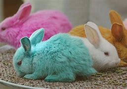 Image result for Cutest Rabbit