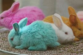 Image result for Cute Bunny Photos