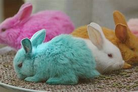 Image result for Two Bunnies