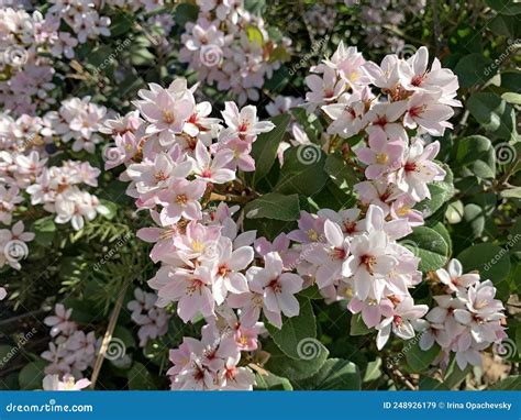 Indian Hawthorn Lat.- Rhaphiolepis Indica Stock Image - Image of pink ...