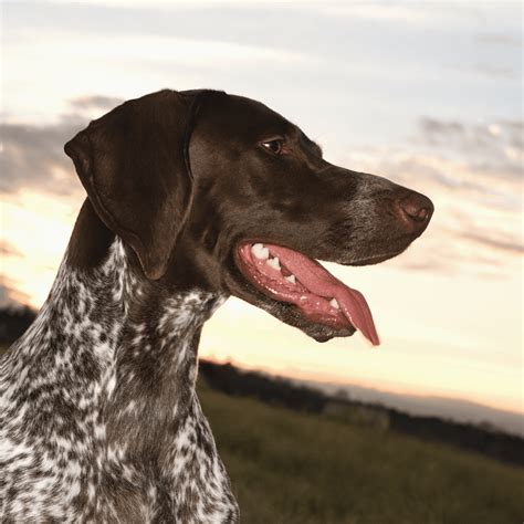 Pointer Dog in Action 的图像结果