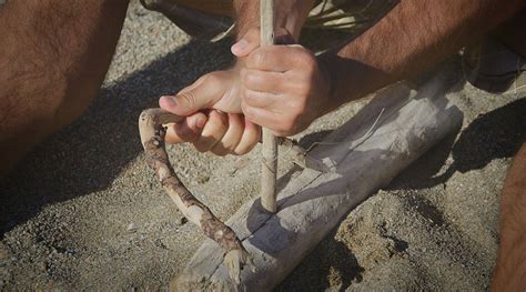 Primitive Videos 的图像结果