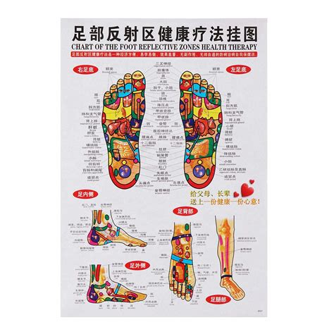 Buy GGGarden 7Pcs/set Human Acupoint Map English Acupuncture Meridian ...