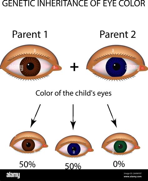 Genetic inheritance of eye color. Brown, blue, green eyes. Infographics ...