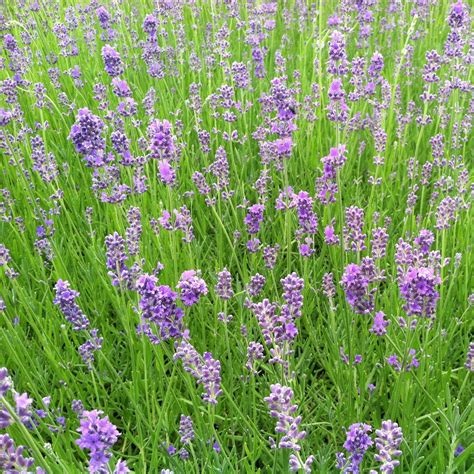 Lavandula angustifolia 'Munstead' - English Lavender (3.5" Pot ...