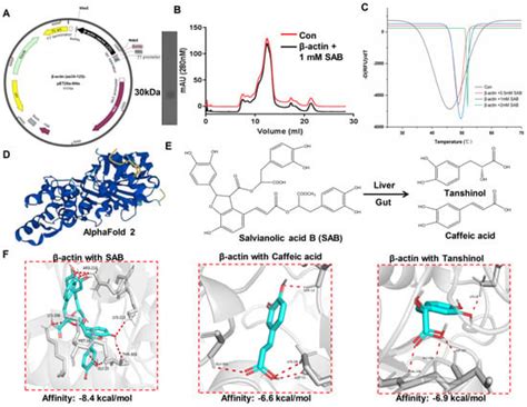 Salvianolic Acid B Significantly Suppresses the Migration of Melanoma ...