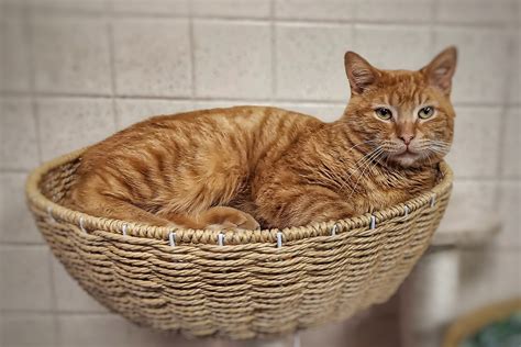 Knox County Humane Society | Save 4 Paws