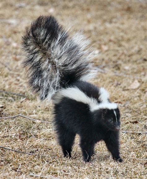 Download Animal Fur Of Skunk Wallpaper | Wallpapers.com