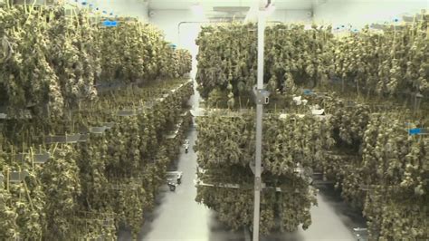 'Papi Cannabis' looks to hit a home run in ME | newscentermaine.com