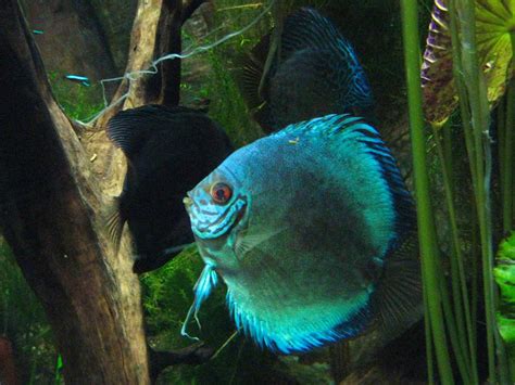 Image result for Discus Tropical Fish