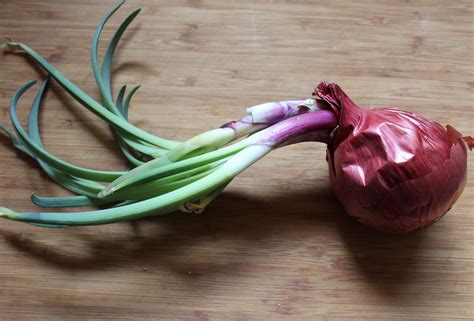 Planting Sprouted Onions — Practical Self Reliance