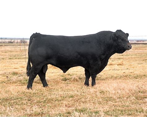 Limousin Cattle | Oklahoma State University