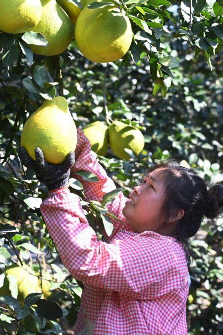 Photos Chine : récolte de pamplemousses au Guangxi — Chine Informations